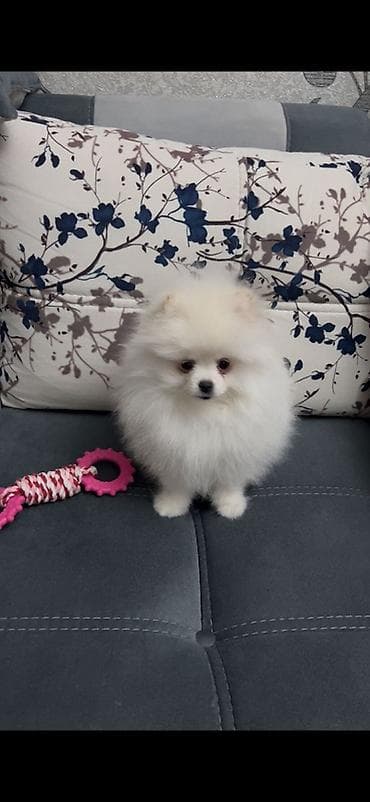 İtlər: Şpitz — 1