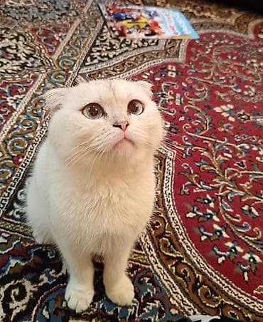 anqora pişik: Şotland — 2