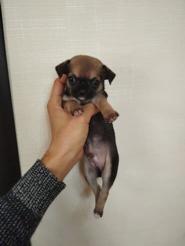 чихуахуа цена в баку: Чихуахуа, 2 месяца, С родословной, Самовывоз — 4