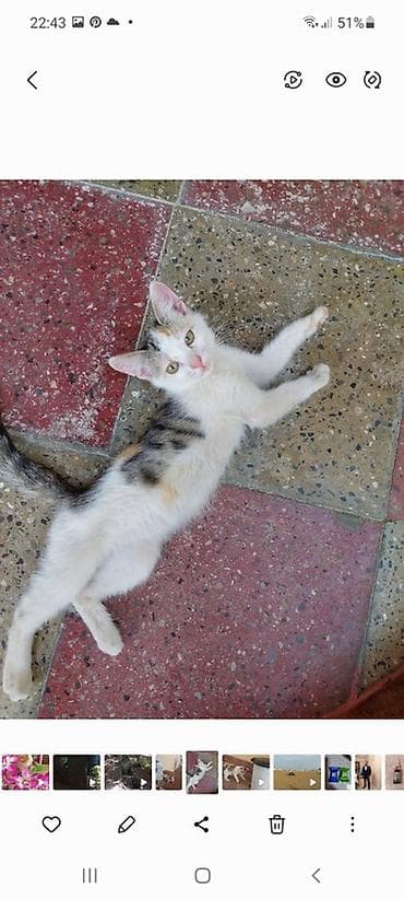 pisik esyalari: Sahibləndirilir Şirin, mehriban ev pişiyi - Cins: Ev pişiyi (üçrəng — 3