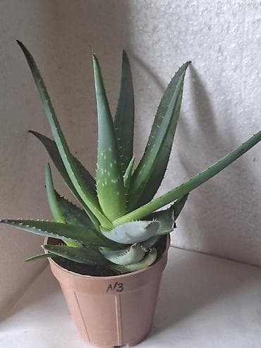 lövhə yazı: Aloe vera (sukkulent) – dekorativ və faydalı otaq bitkisi - Növ: Aloe — 5