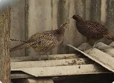 Цыплята: Məhsul: Qırmızı-qızılı rəngli erkək və ləkəli-qəhvəyi dişilərdən — 4