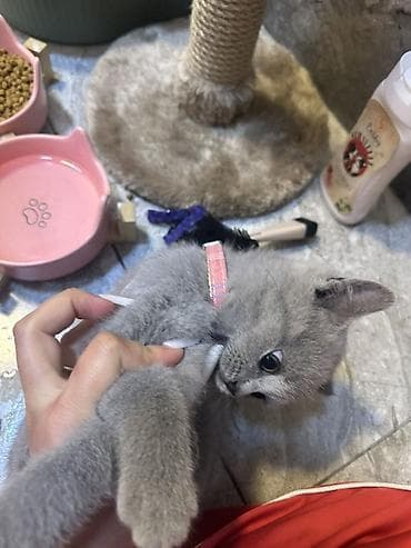 mingəcevir pişik: Britan, Pulsuz çatdırılma — 5