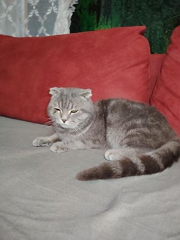 pisiklər: Britan yastı qulaq, Erkək, Yaxşı əllərə — 3