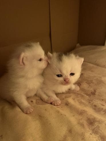 Heyvanlar üçün mallar: Yaxşı əllərə — 1