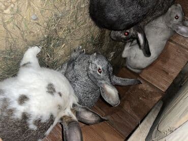 dovsanlar: Salam herr qiymete dovşanım var erkey dişi boğaz her boyda her sortda — 6