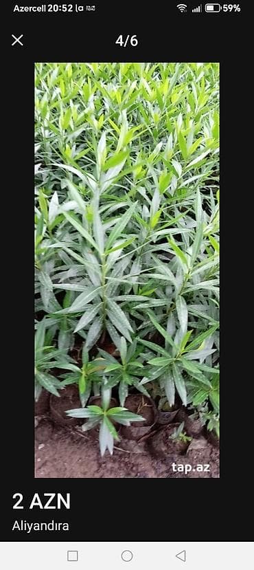 Bitki fidanları – dekorativ həmişəyaşıl kol - Növ: dekorativ koldan