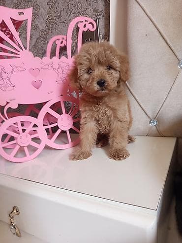 Pudel, 2 ay, Dişi — 10