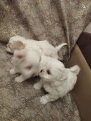 şotland pişik balası: Malta bolonka, 1 ay, Dişi — 2