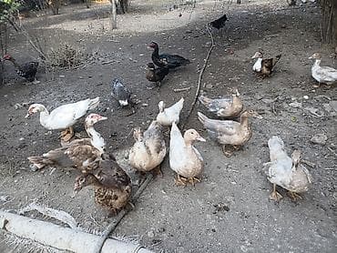 Dişi, | Lal ördək, Damazlıq lalafo.az -da Dişi, | Lal ördək, Damazlıq