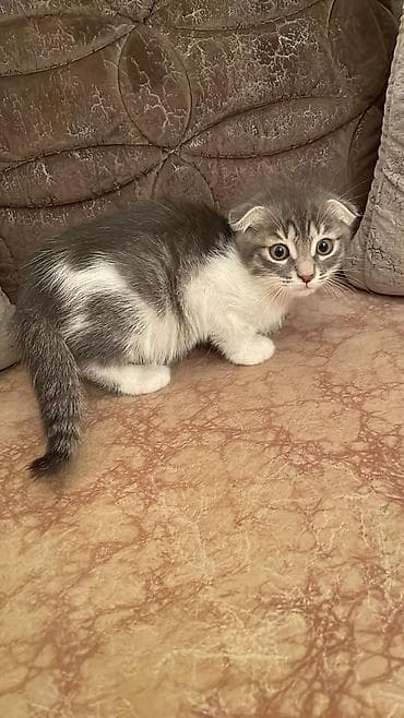 pişik ağ: Ağ balaca pişik balası – mavi gözlü, tükləri yumşaq və sıx. Üzündə və — 7