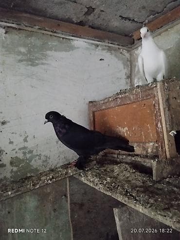 Cavan kömür qara erkekdir.Leleklidir.Tutulmadir