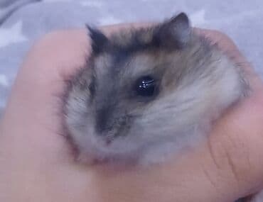 Cırtdan hamsterlər – ev heyvanı 1 hamster 3Azn - Növ: cırtdan (dwarf)