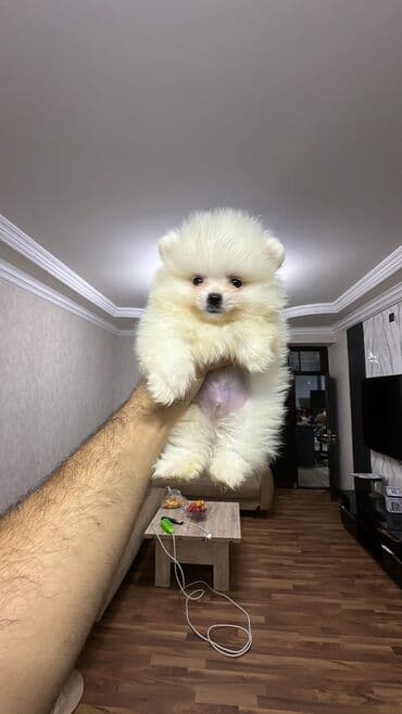 Şpitz, 2 ay, Erkek lalafo.az -da Şpitz, 2 ay, Erkek