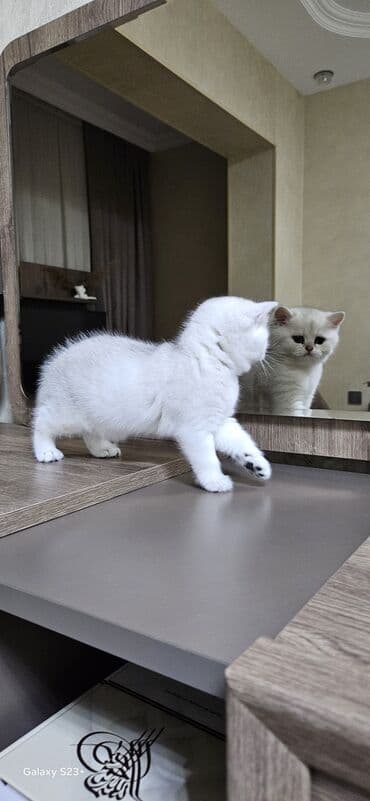 Digər heyvanlar: Şinşilla, Erkək, Yaxşı əllərə, Ünvandan götürmə — 6