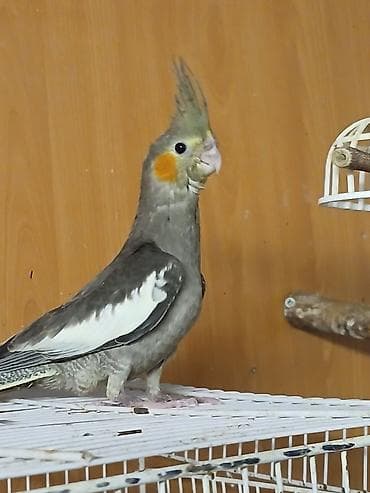 ev sicani: Məhsul: İki quş və qəfəs dəsti - Amadin . bulbul . valnisti . korella — 6