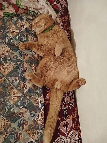 balaca tuklu it: Şotland — 7