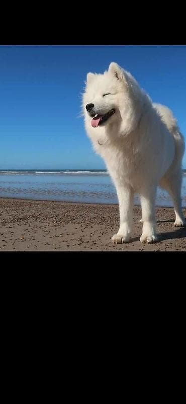 itlər pudel: Samoyed, 10 ay, Dişi — 2