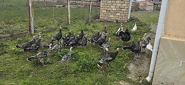 ev qusu: Məhsul: Türki (hind toyuğu) sürüsü Təsvir: - Fotoşəkillərdə göründüyü — 4