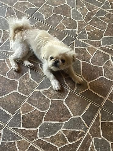 balaca cins itler: Pekines, 1 il, Dişi, Cütləşmə üçün, Ünvandan götürmə — 2