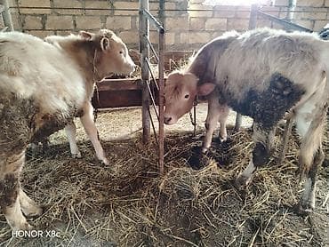 Аквариумы: Satışda: mal-qara buzovları (bir neçə baş) Xüsusiyyətlər: - Cins — 1