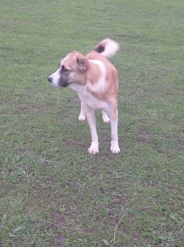 sir balasi satilir: 3 il, Erkek — 4