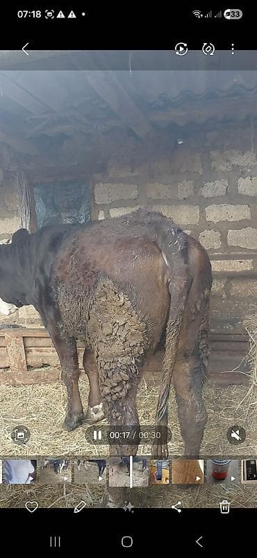 erkək danalar: Məhsul: Qaramal – erkək dana/öküz Təsvir: - Rəngi: qara, baş nahiyəsi — 2