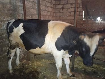 qaz ve ordek satisi: Məhsul: Mal-qara – erkək dana/öküz Təsvir: - Rəng: qara-ağ ala - Cins — 1