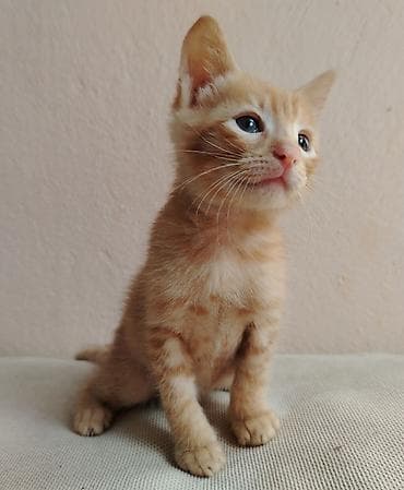 pulsuz video cat: Erkək, Dişi, Yaxşı əllərə — 4
