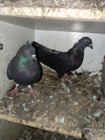 göyerçin yuvası: Məhsul: Ev göyərçinləri dəsti Təsvir: - Fərqli rənglərdə və — 2