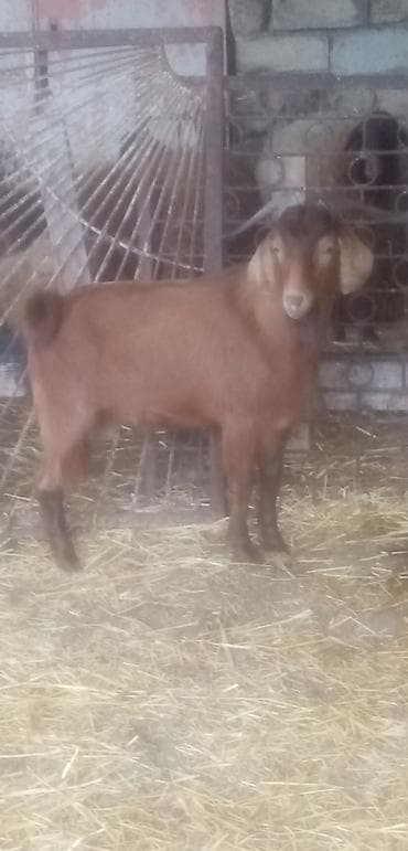 qara mal: Salam qurbanlıq erkekler satılır tek tekde satılır real alıcılar zeng — 1
