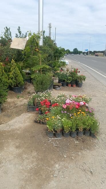 Tikinti ixtisasları: Bağban, 29 il, 6 ildən artıq təcrübə — 2