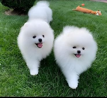 pomeranian spitz baku: Şpitz, 2 ay, Ünvandan götürmə — 1