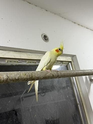 dekorativ quş: Karela ekeydiler tam sağlam 3 de ekeydi Hec bir prablemi yoxdu 1 — 4