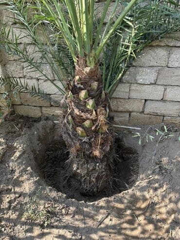 zoğal ağacı: ) finiskiy dekorativ palma 1ededir - Növ: Phoenix dactylifera – — 1