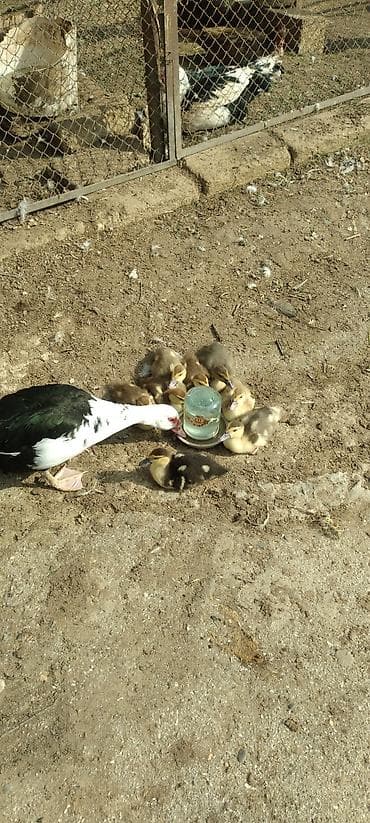 ordek novleri: Satılır: indoördəklərin balaları (musk ördək civcivləri) - Növ — 7