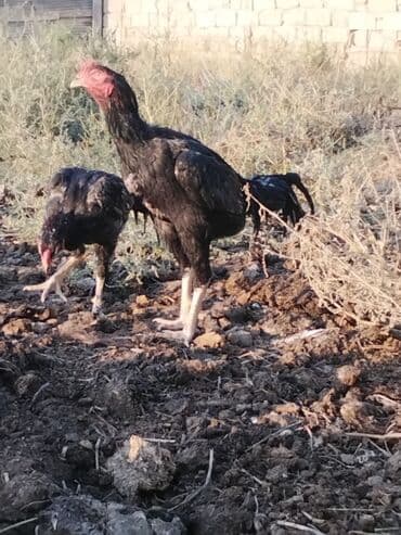 qaz yagi satisi: Heyrati 10 ayliqdi hele bana dusmeyib barterde var baxir tekliflere — 1
