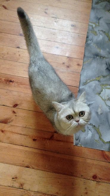 pişik pişik: Sarı olan 70 silver şişila ise 130 za Skottiş Fold/Skottiş Straight — 3