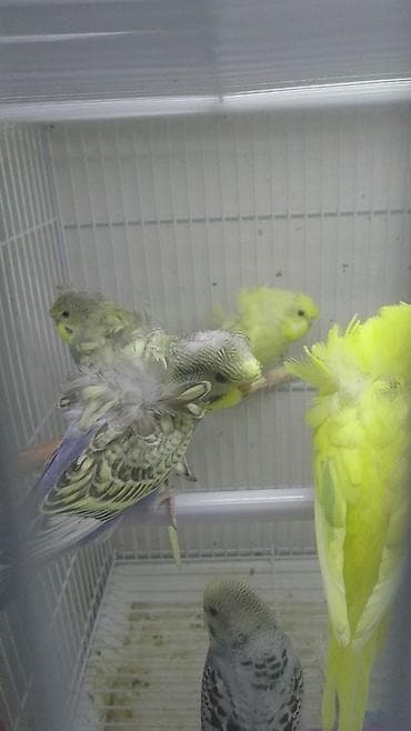 Yaponiclər cütü 50-60-70 azn
Bala verəndə var kəvən quşlarda