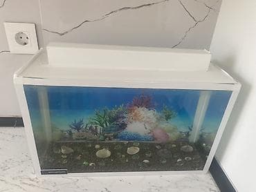 akvariyum: Dördbucaq akvarium, Balıqlarla birlikdə, 20 l, Ünvandan götürmə, Ödənişli çatdırılma — 3