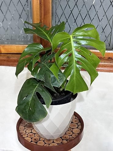 kala bitkisi: Monstera qiymət 15 -25-35-45azn. Ünvan Şamaxinka. Burdan götürə — 5