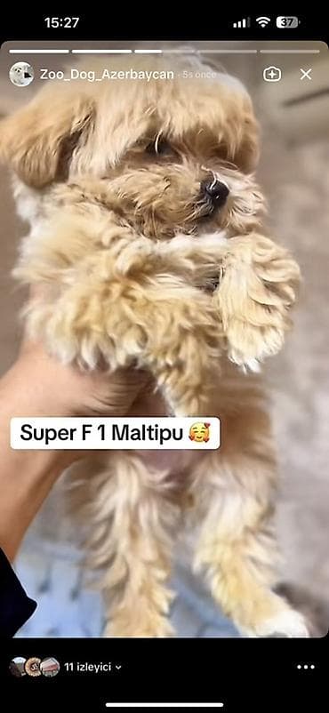 alabay iti satilir: Super F1 Maltipu balası - Cins: Maltipu (Maltese x Toy/Min i Pudl F1 — 3