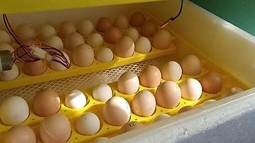 mini inkübatör: Tam avtomat — 2