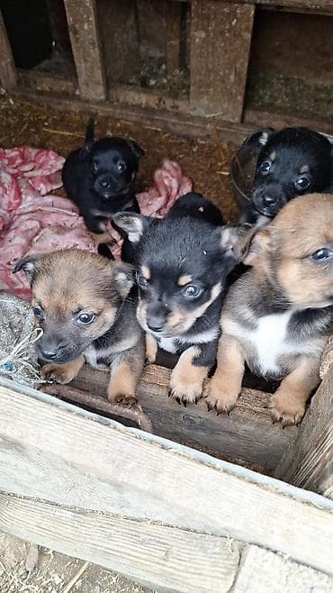 itle: Peyvəndli — 3