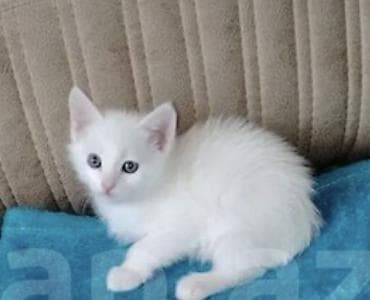 balaca pişik: Ağ tüklü bala pişik - Rəng: tam ağ, yumşaq və sıx tüklü - Gözlər — 1