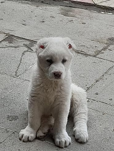 haski balaları: Alabay, 2 ay, Dişi, Peyvəndli — 1