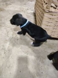 коне корса: 1 месяц, С прививками, Самовывоз, Бесплатная доставка, Платная доставка — 20