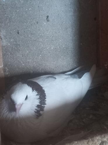 qu quşu: 3 ədəd göyərçin. Ünvan Sabunçu. Dişi qara boynugüllü — 9