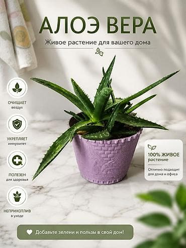 Gəncə daxili çatdırılma ödənissizdir. Aloe Vera – eviniz və ofisiniz