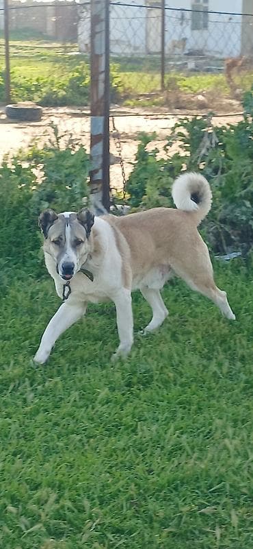 sivas kangal kanqal iti: 1 il, Erkek, Peyvəndli, Pulsuz çatdırılma — 6